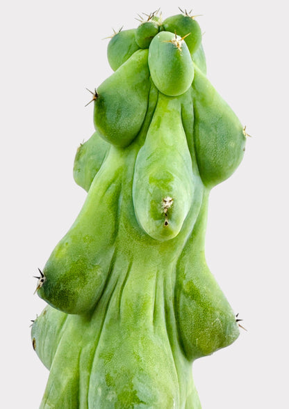 Myrtillocactus Geometrizans Fukurokuryuzinboku - Booby Cactus