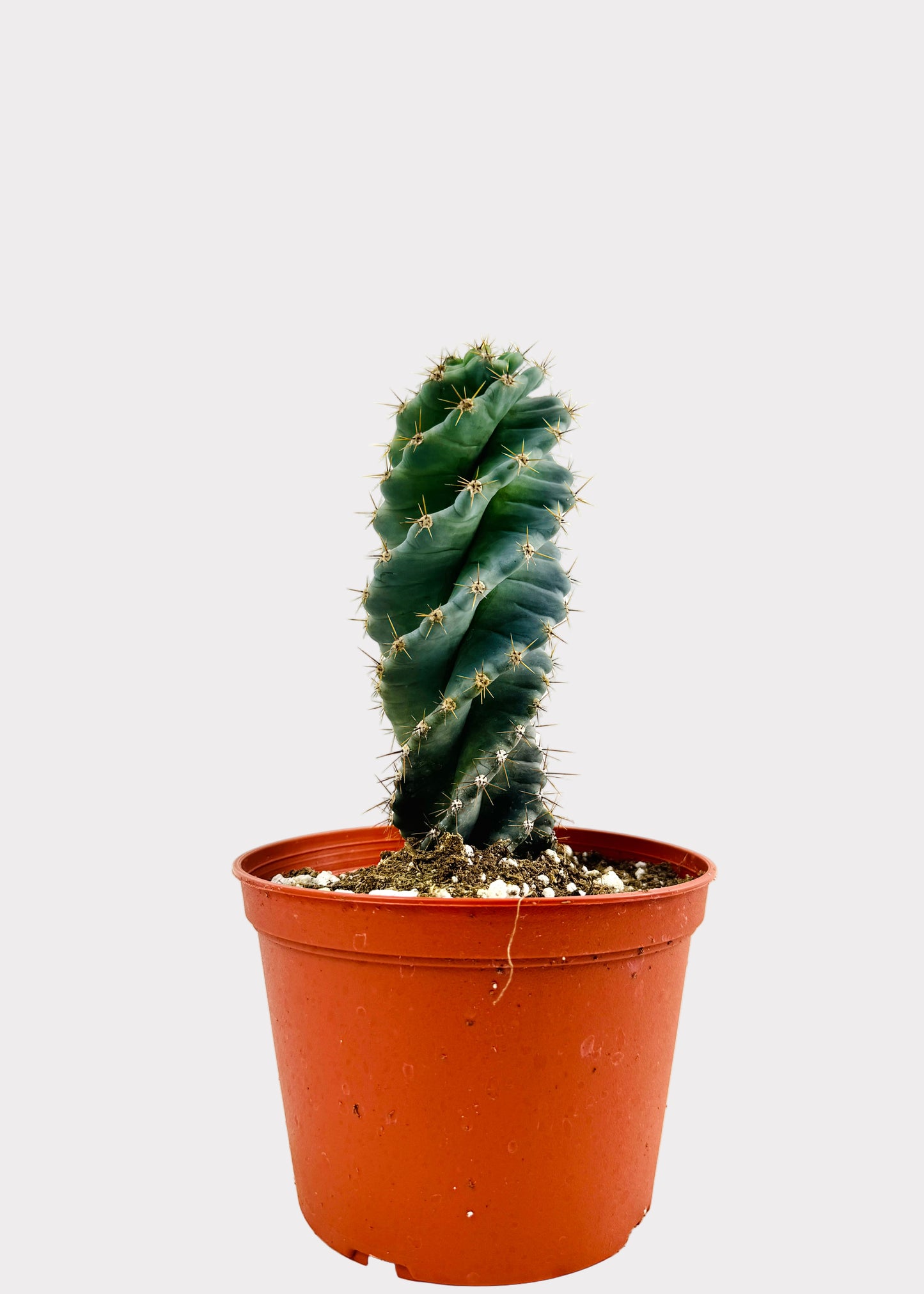 Cereus Forbesii Spiralis - Spiral Cactus