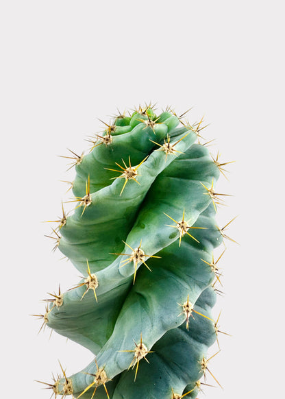 Cereus Forbesii Spiralis - Spiral Cactus