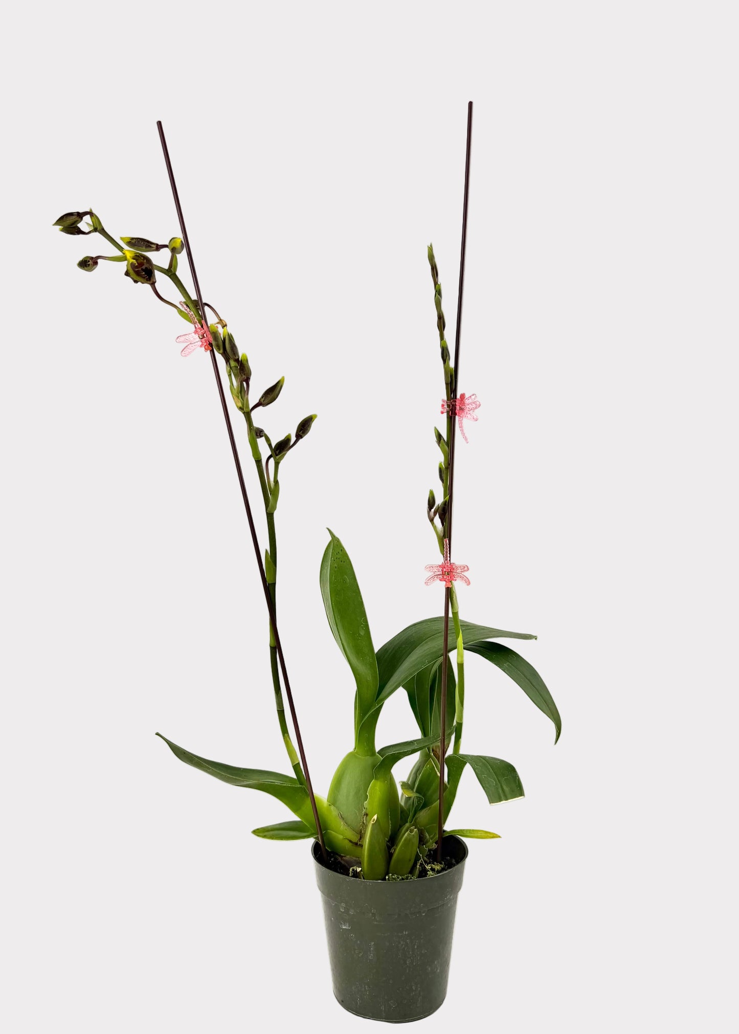Oncidium - Wildcat