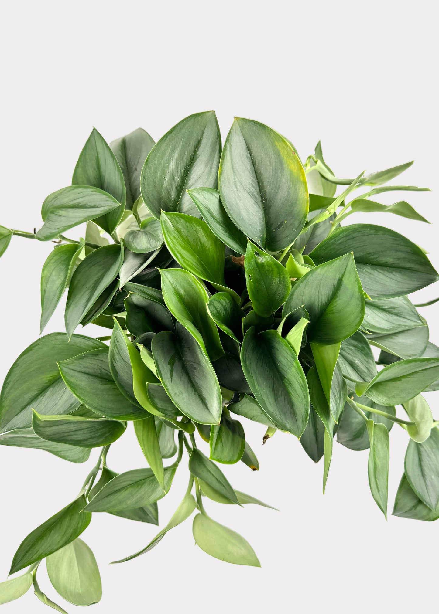 Scindapsus Treubii ‘Moonlight’ – Sterling Silver Pothos