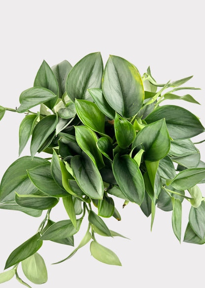Scindapsus Treubii ‘Moonlight’ – Sterling Silver Pothos