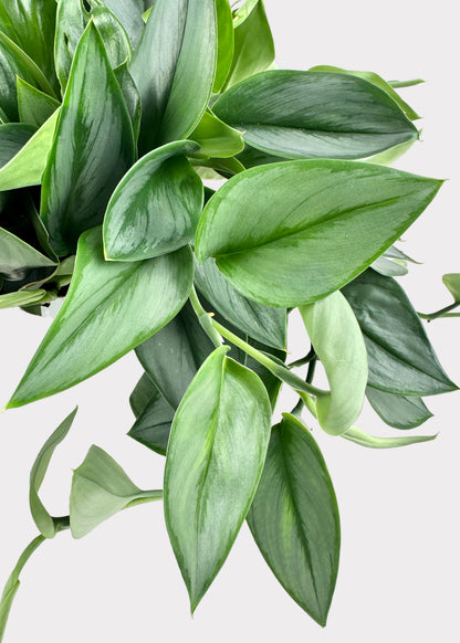 Scindapsus Treubii ‘Moonlight’ – Sterling Silver Pothos