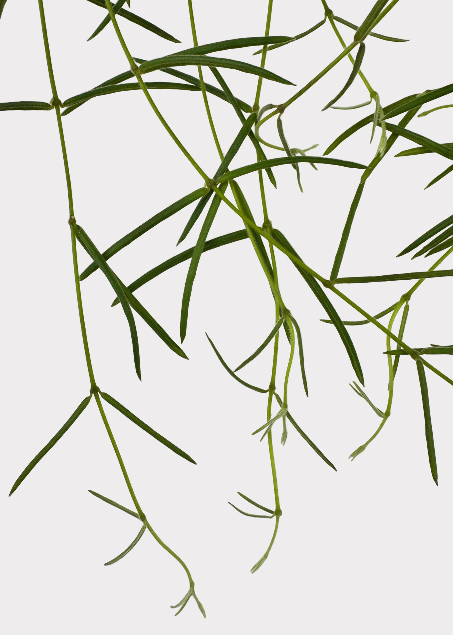 Hoya Linearis – Trailing Wax Plant