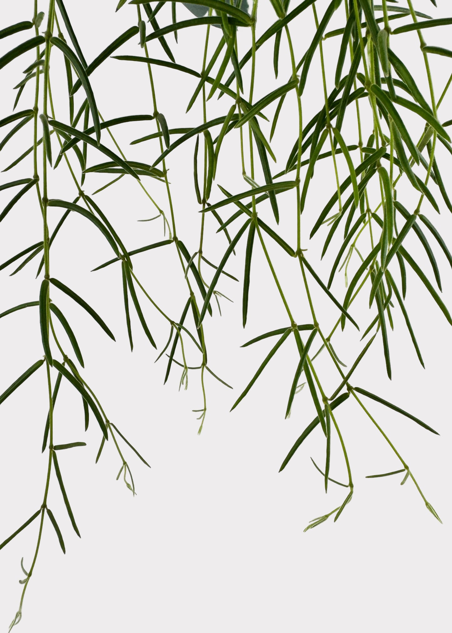 Hoya Linearis – Trailing Wax Plant