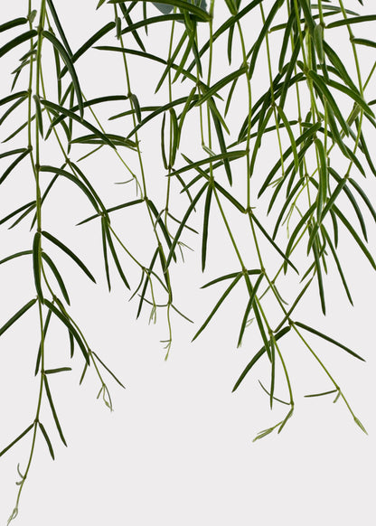 Hoya Linearis – Trailing Wax Plant