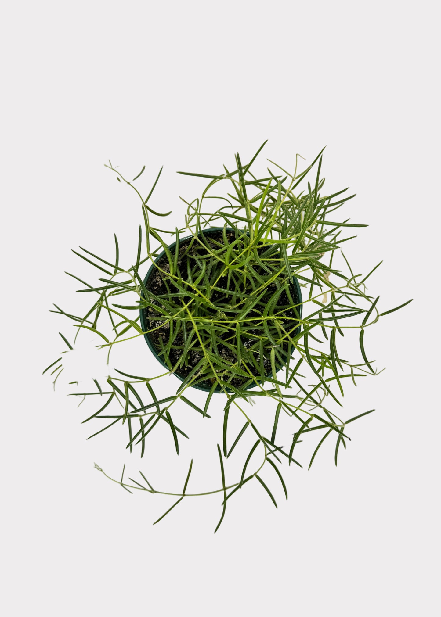 Hoya Linearis – Trailing Wax Plant