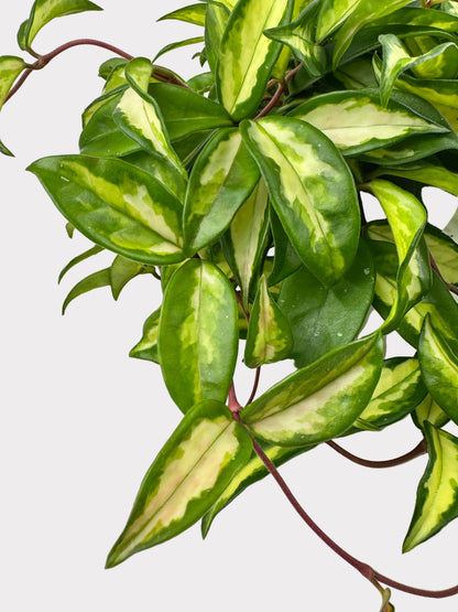 Hoya Krimson Princess – Variegated Wax Plant