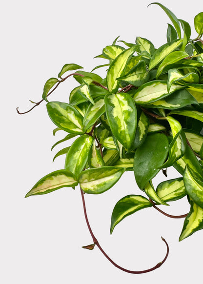 Hoya Krimson Princess – Variegated Wax Plant