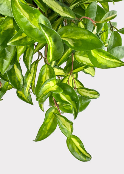 Hoya Krimson Princess – Variegated Wax Plant