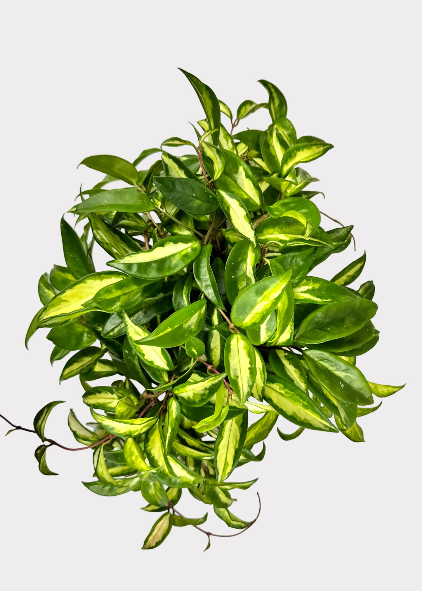 Hoya Krimson Princess – Variegated Wax Plant