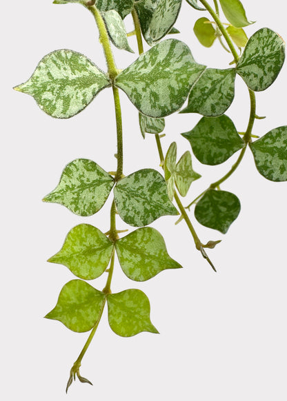 Hoya Curtisii – Tiny-Leaf Wax Plant