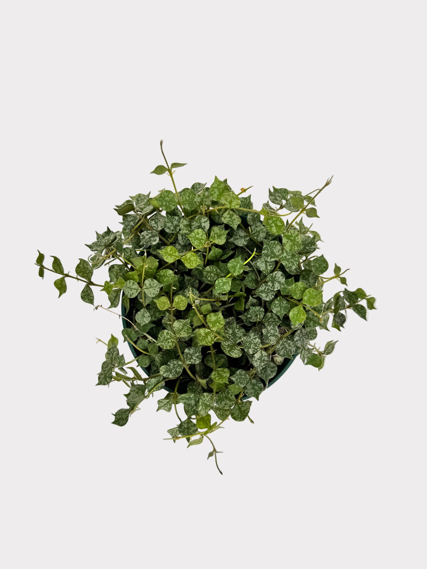 Hoya Curtisii – Tiny-Leaf Wax Plant