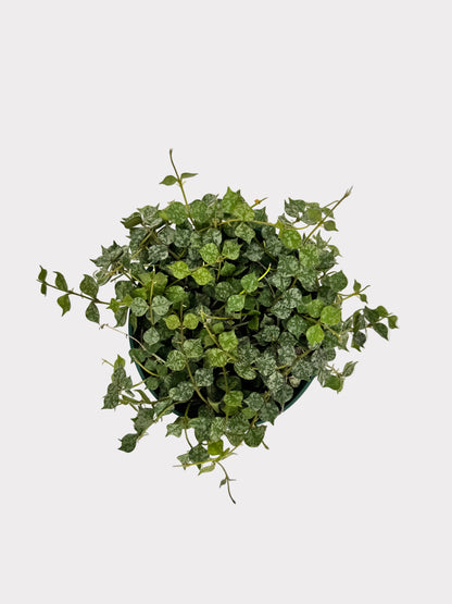 Hoya Curtisii – Tiny-Leaf Wax Plant