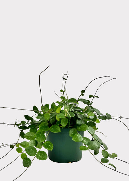 Hoya Mathilde – Rare Trailing Wax Plant