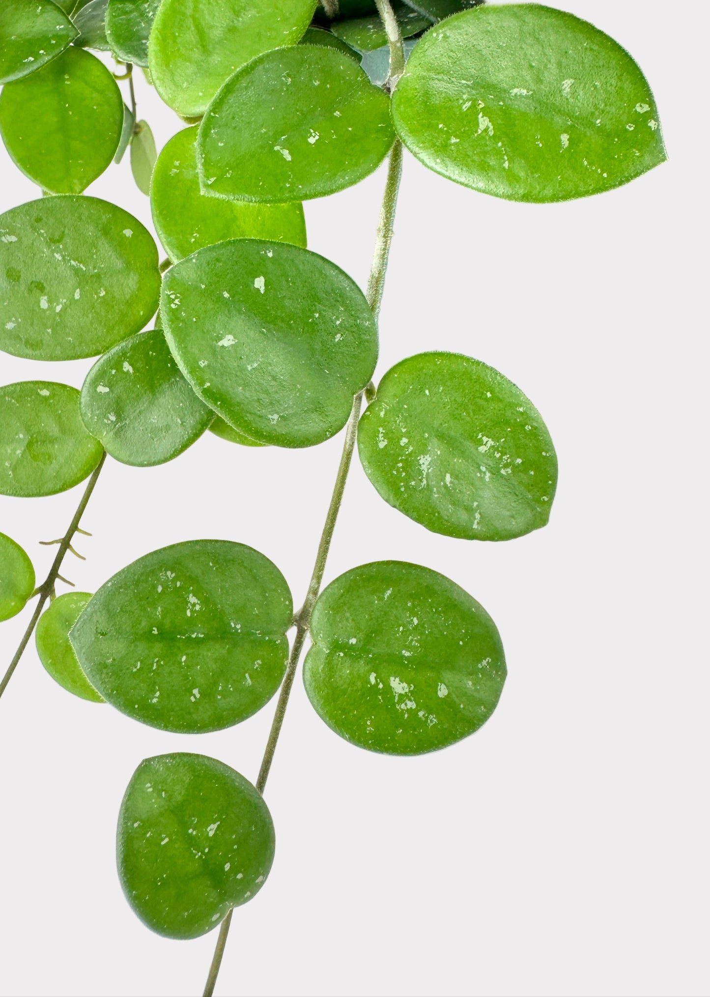 Hoya Mathilde – Rare Trailing Wax Plant