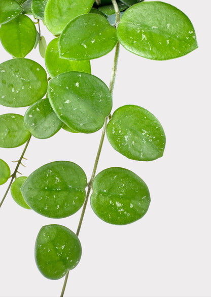 Hoya Mathilde – Rare Trailing Wax Plant