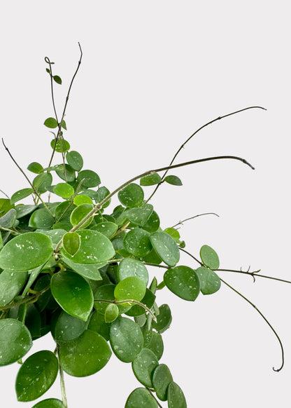 Hoya Mathilde – Rare Trailing Wax Plant