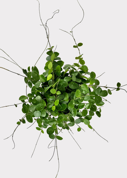 Hoya Mathilde – Rare Trailing Wax Plant
