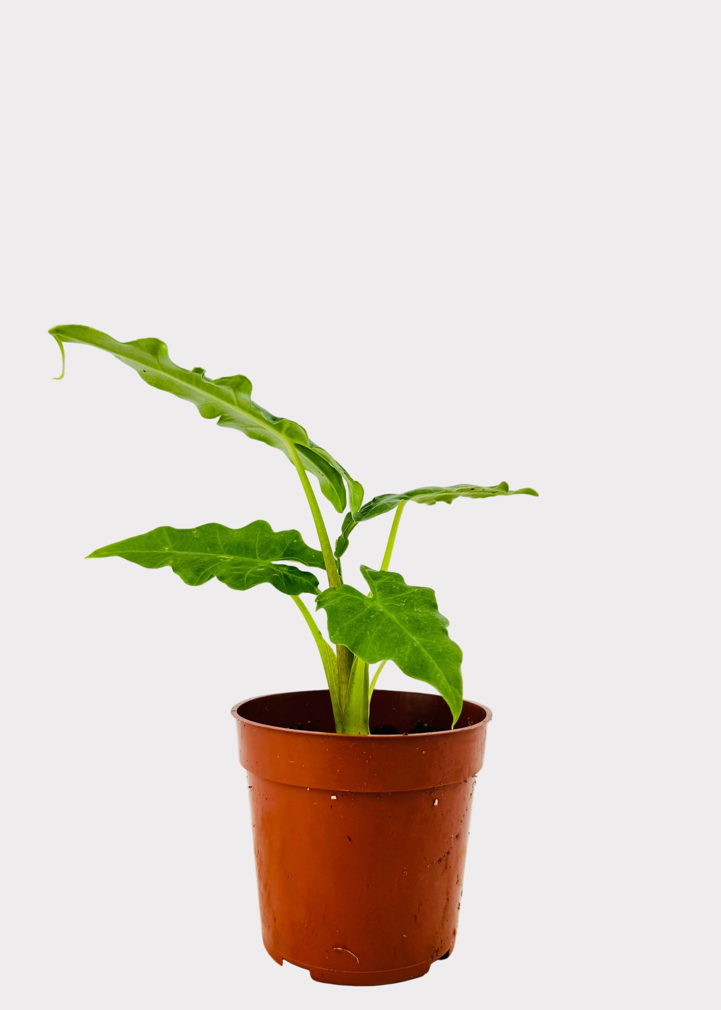 Alocasia portei – Malaysian Monster