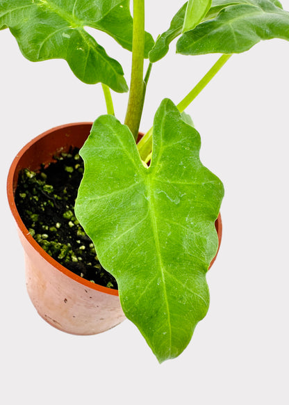 Alocasia portei – Malaysian Monster