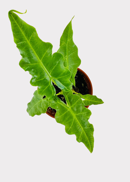 Alocasia portei – Malaysian Monster