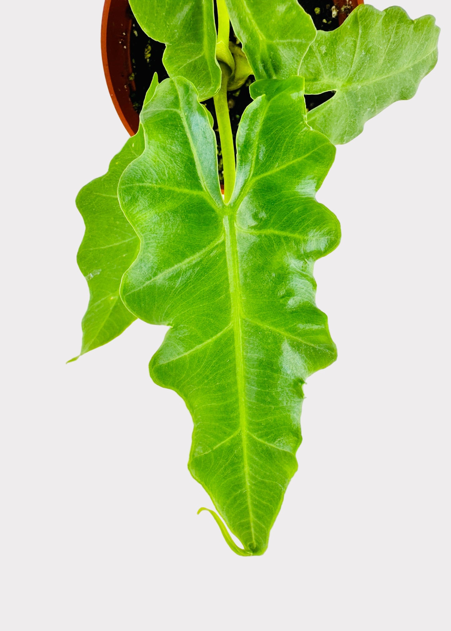 Alocasia portei – Malaysian Monster