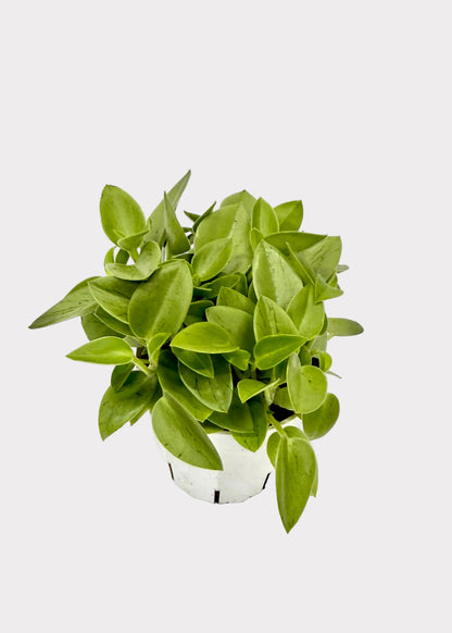 Peperomia - Pixie Lime
