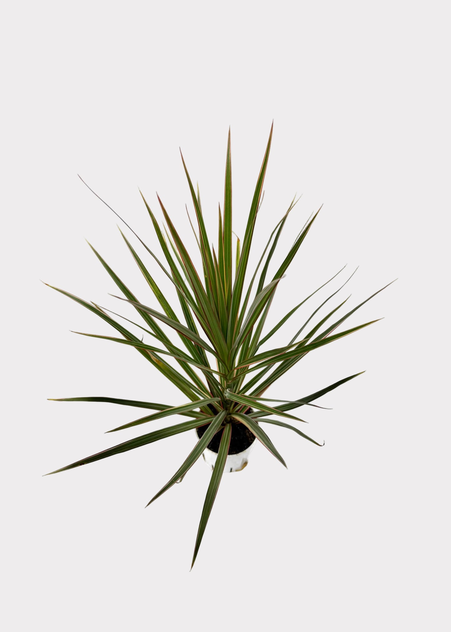 Dracaena - Marginata Bicolor
