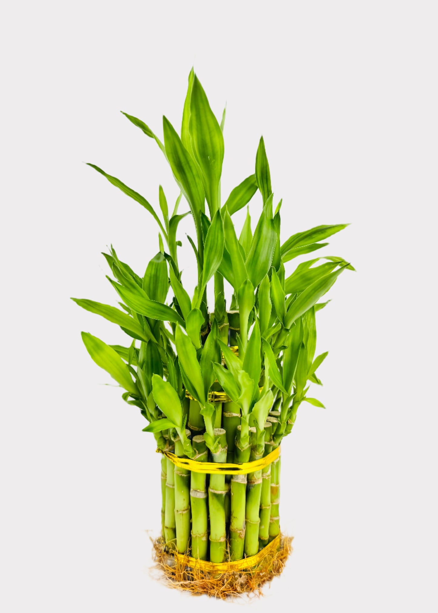 Lucky Bamboo - Tiered Circular