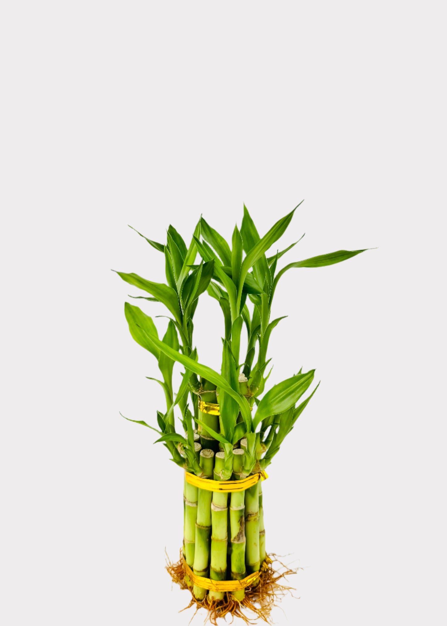 Lucky Bamboo - Tiered Circular