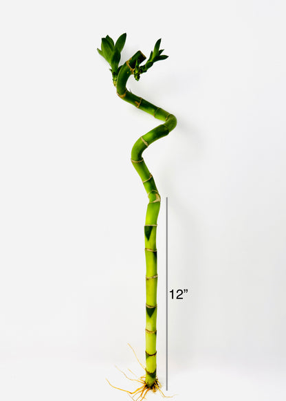 Lucky Bamboo – Single Spiral Stalks (10-Pack)