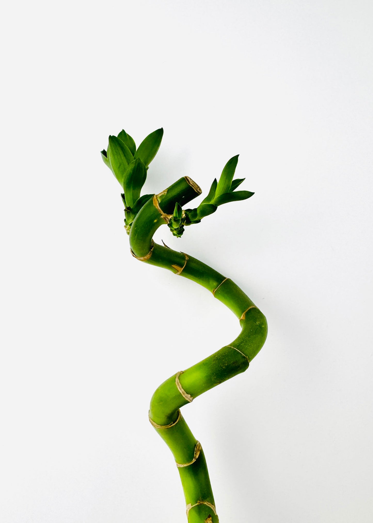 Lucky Bamboo – Single Spiral Stalks (10-Pack)