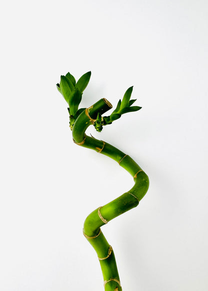 Lucky Bamboo – Single Spiral Stalks (10-Pack)