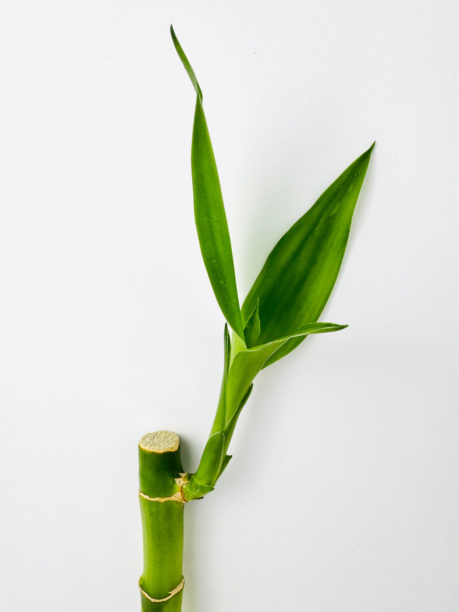 lucky green bamboo & supply Lucky Bamboo