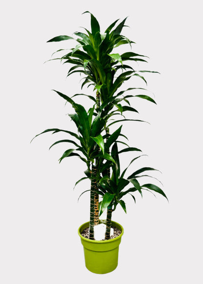 Dracaena – Lisa Cane