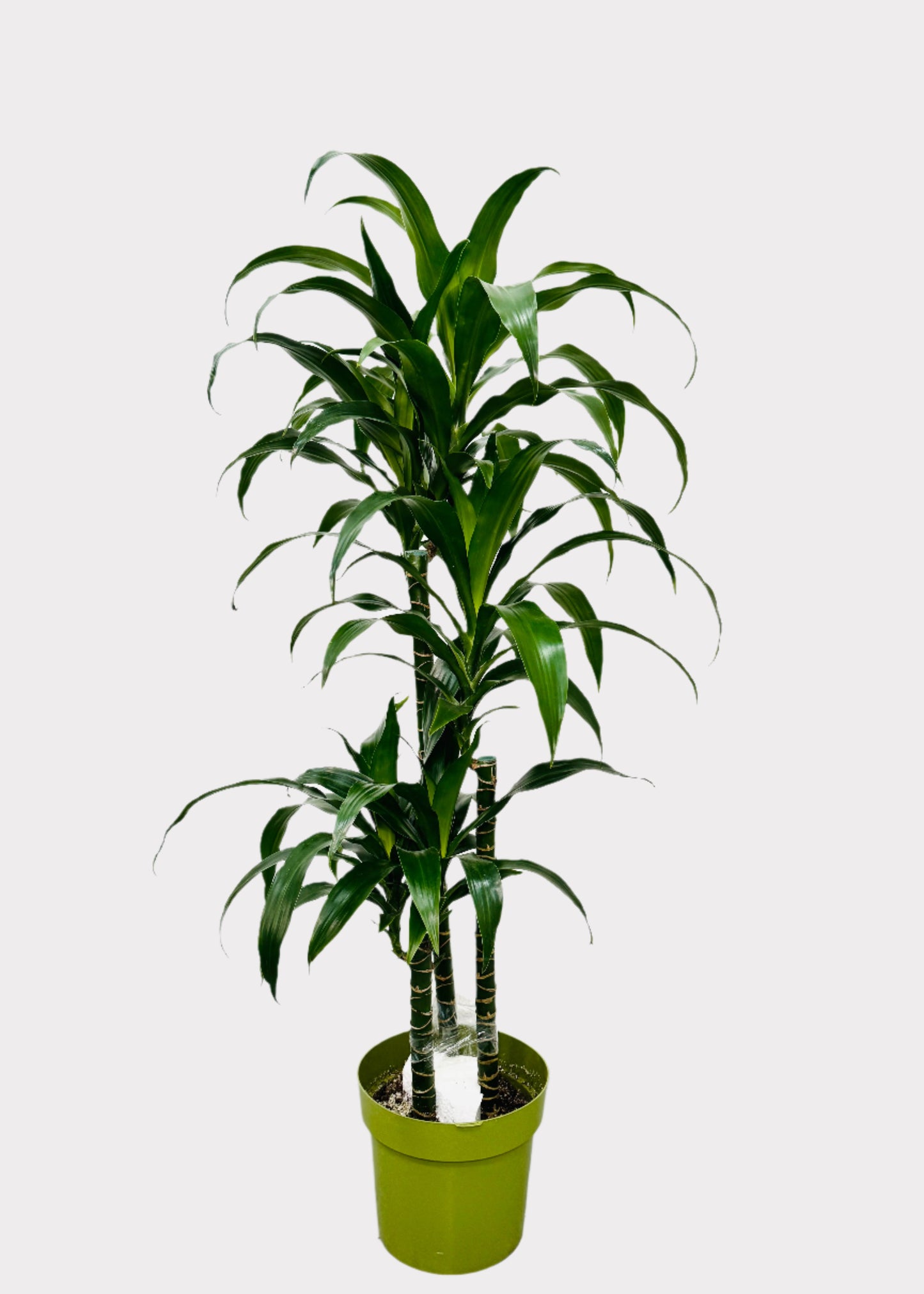 Dracaena – Lisa Cane