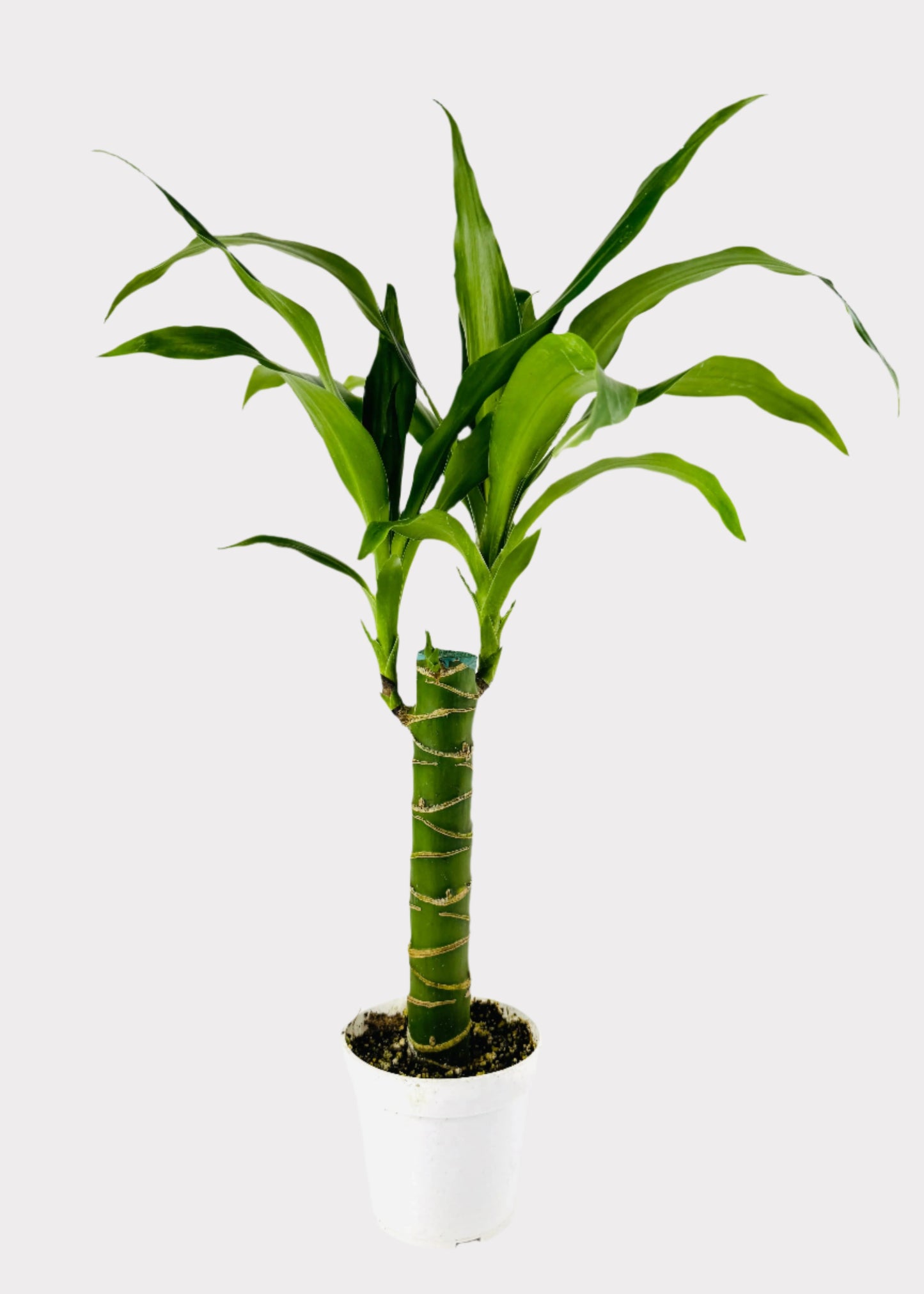 Dracaena – Lisa Cane