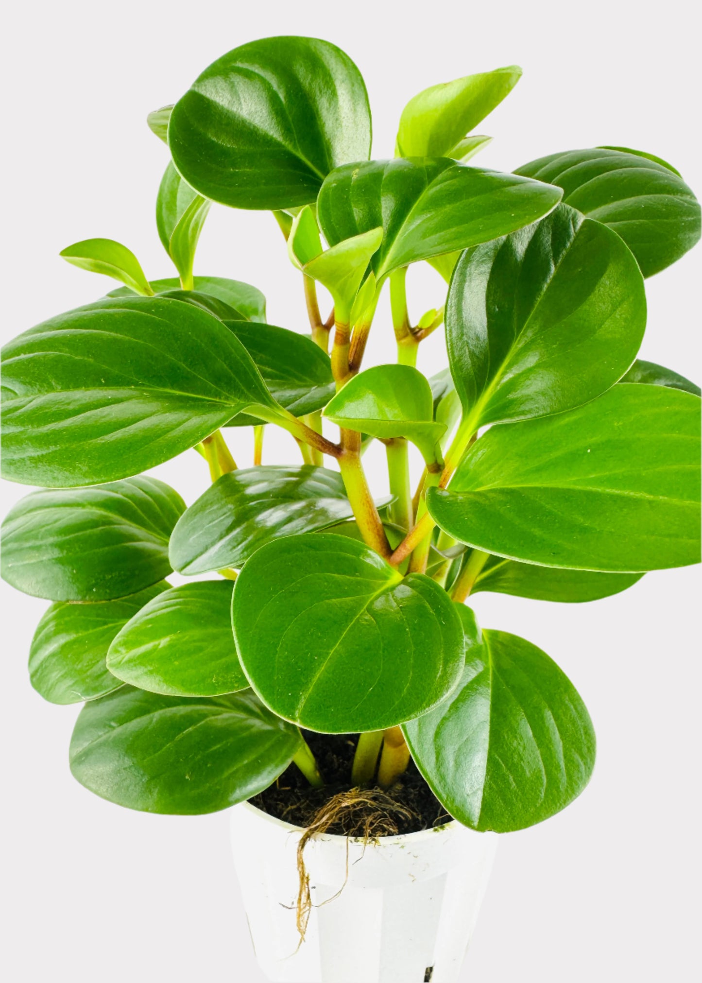 Peperomia Obtipan