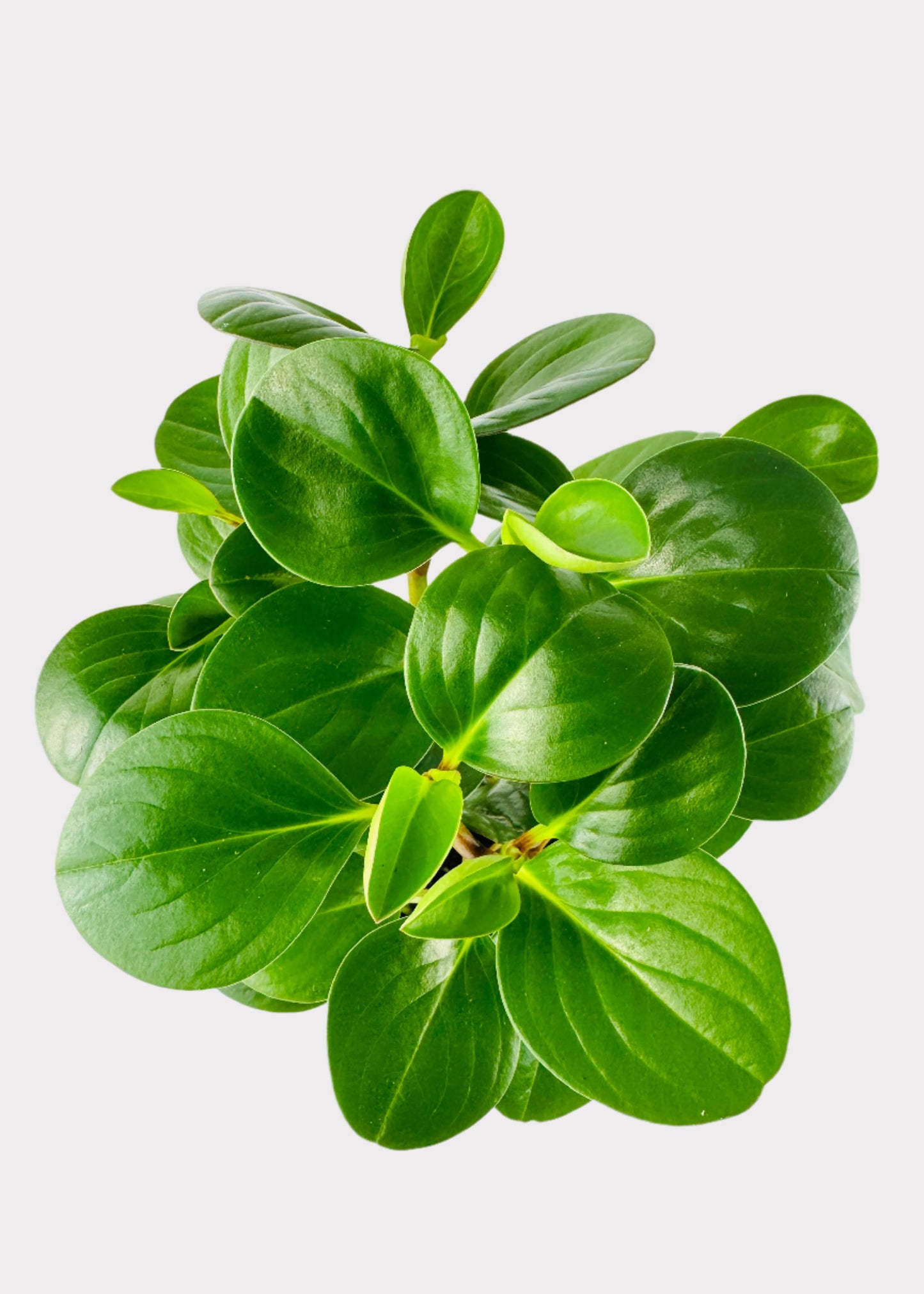 Peperomia Obtipan