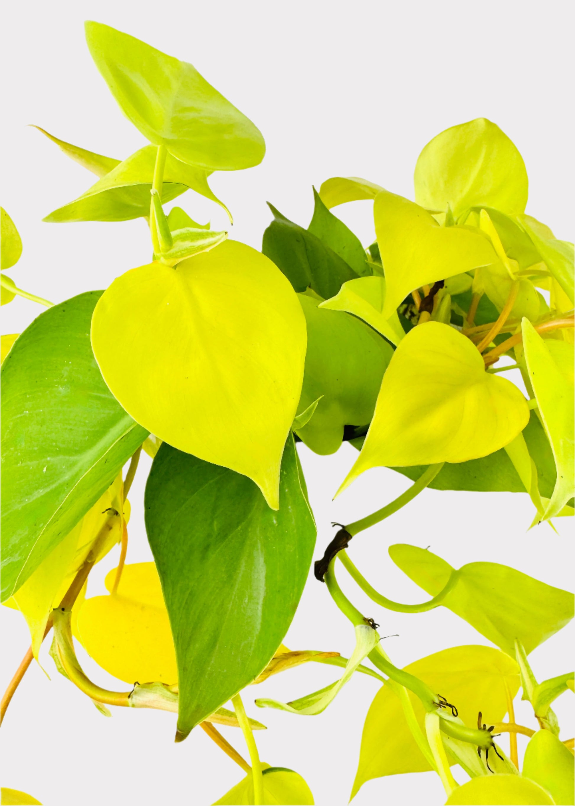 neon green philodendron Philodendron