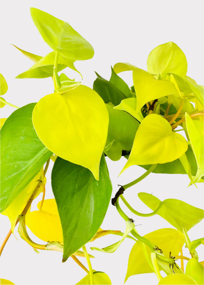 Philodendron - Neon