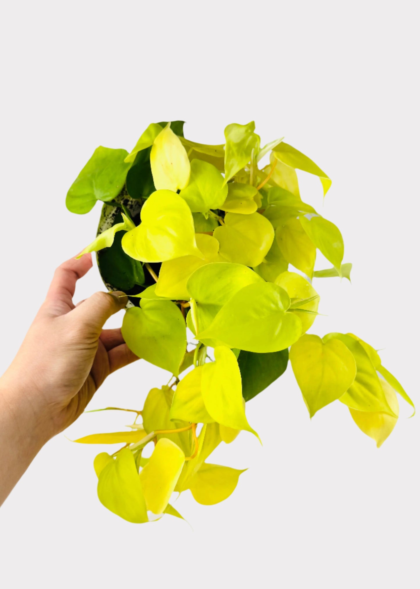 Philodendron - Neon