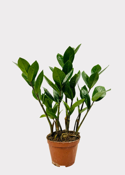 Zamioculcas Zamiifolia - ZZ Plant