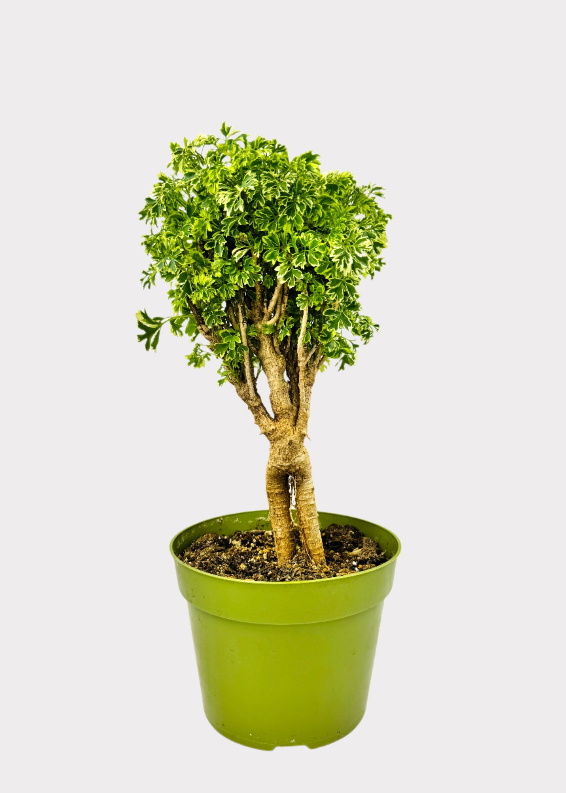 gold bonsai tree Aralia – Ming Gold Bonsai – Rainbow