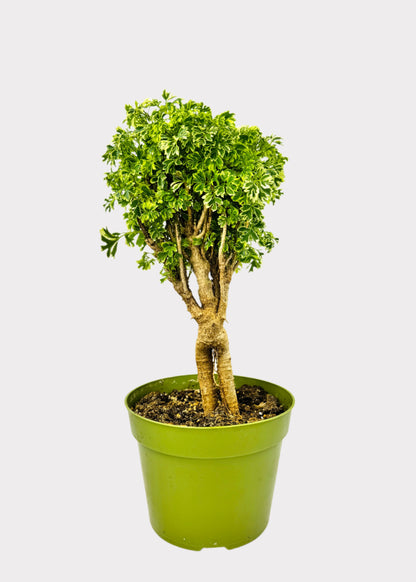 Aralia – Ming Gold Bonsai
