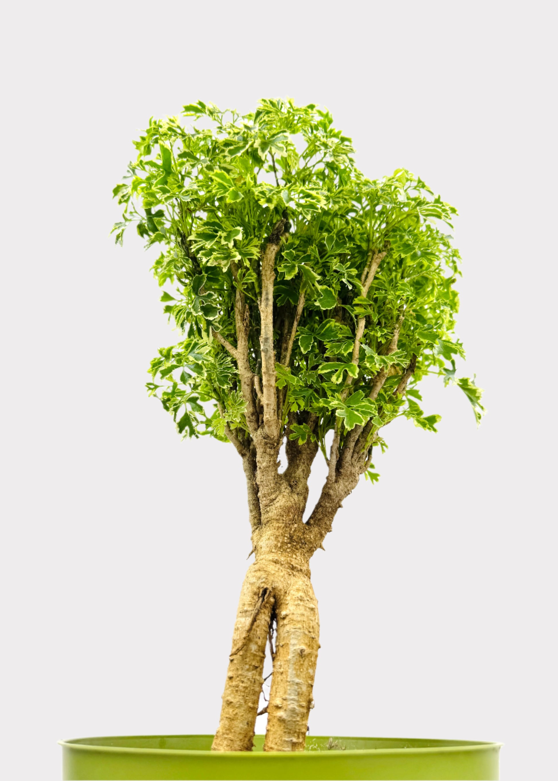aralia bonsai tree Aralia – Ming Gold Bonsai – Rainbow