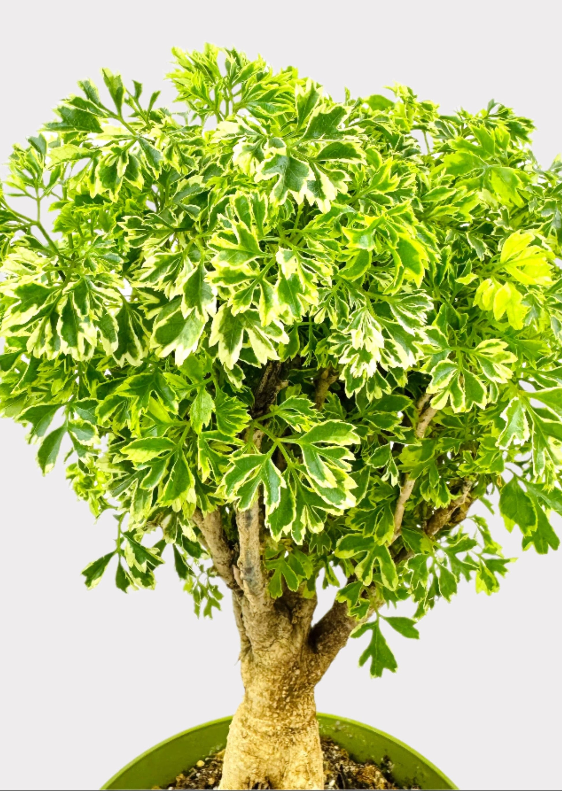 gold bonsai tree pitch perfect Aralia – Ming Gold Bonsai – Rainbow