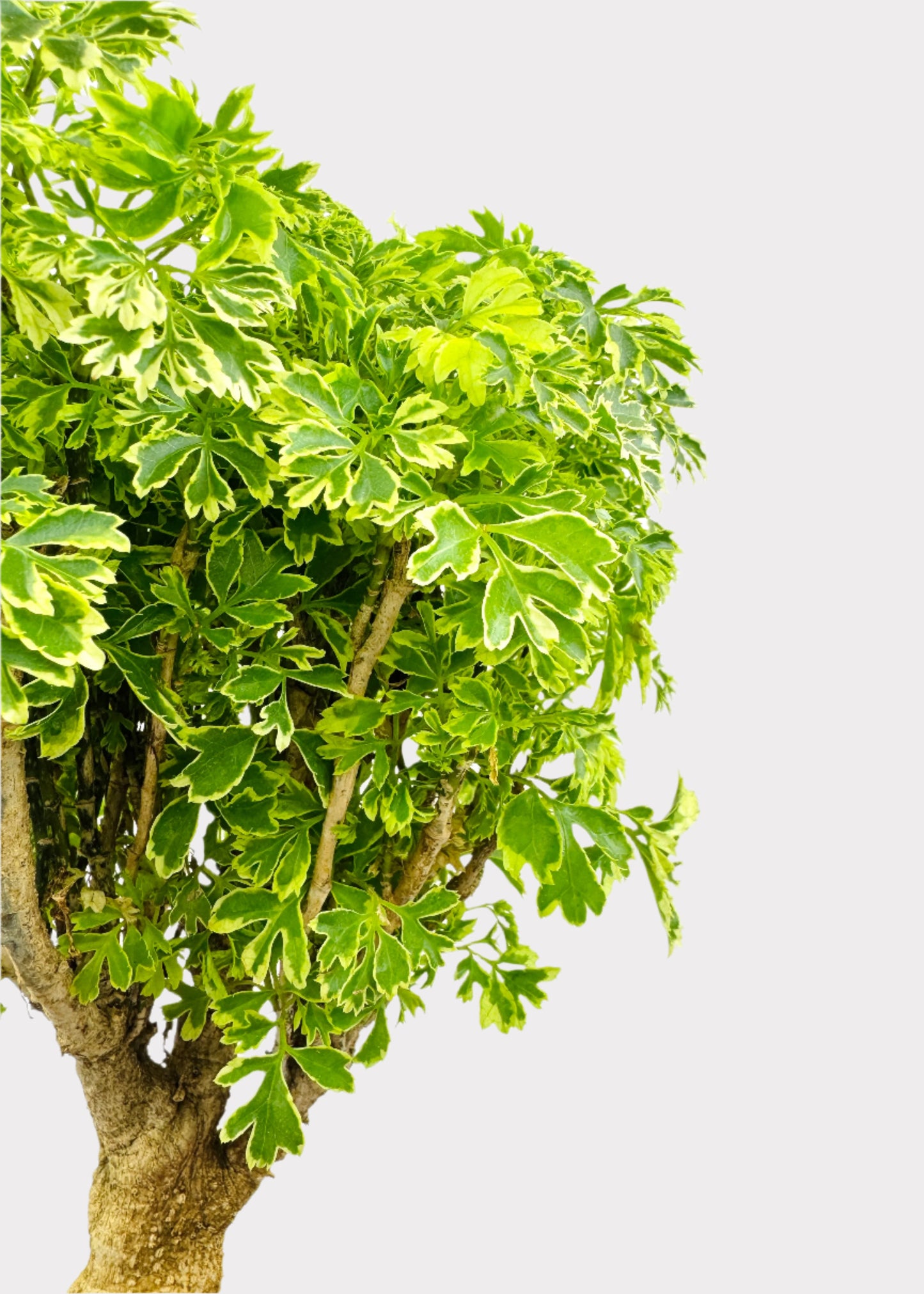 Aralia – Ming Gold Bonsai
