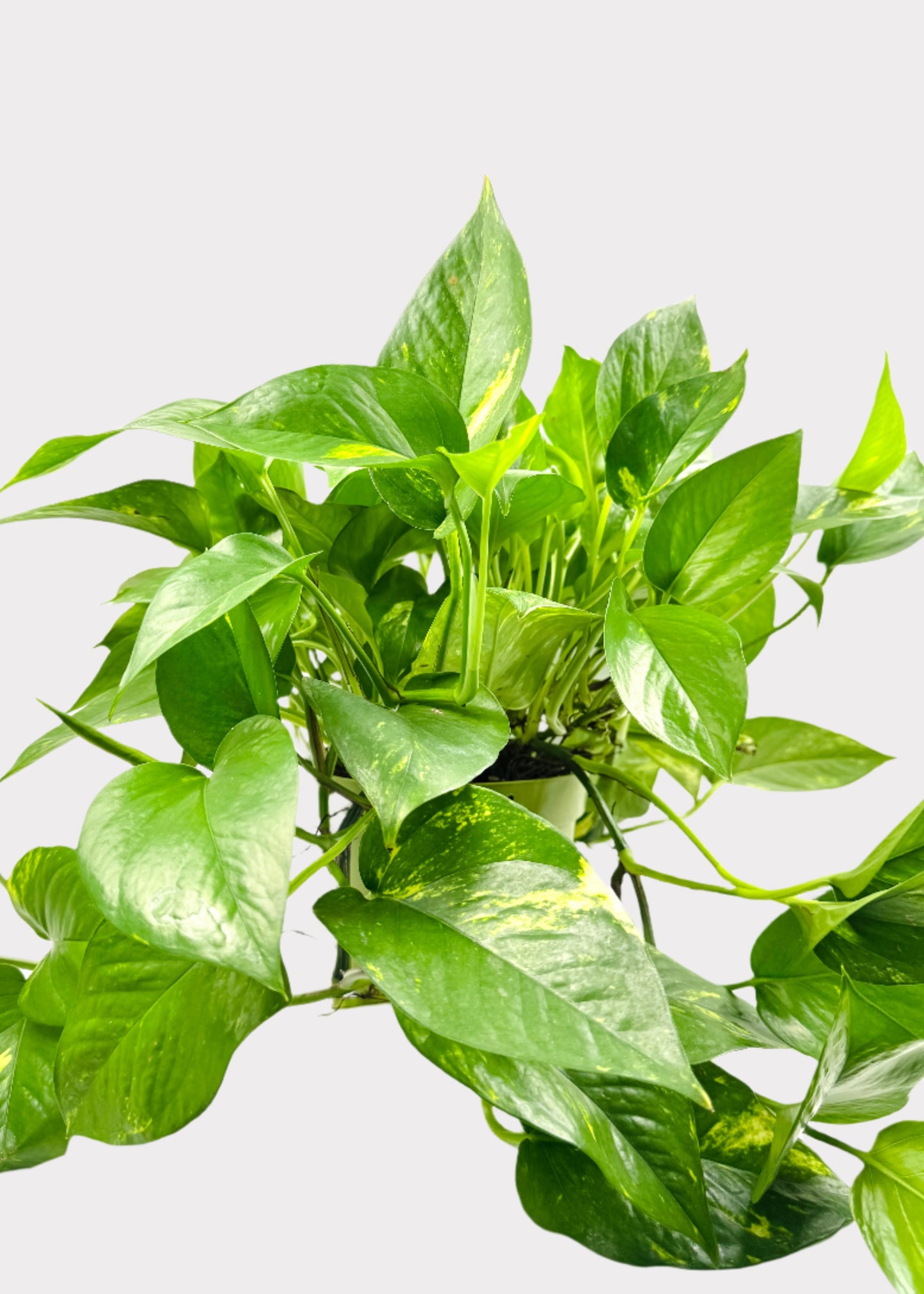 Pothos - Golden